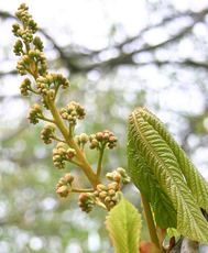 Kastanie-Knospen-1.jpg